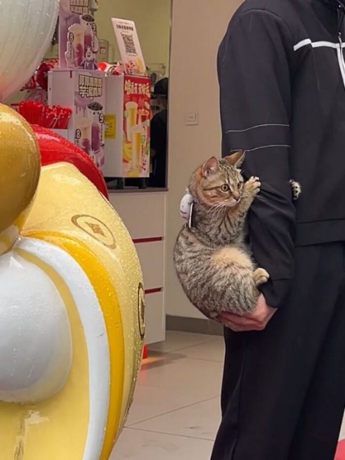 Wait, Cats Just Broke All The Rules Again!