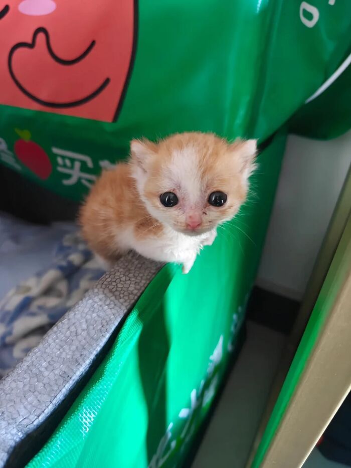 Wait, Cats Just Broke All The Rules Again!