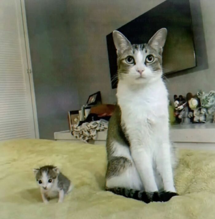 Wait, Cats Just Broke All The Rules Again!