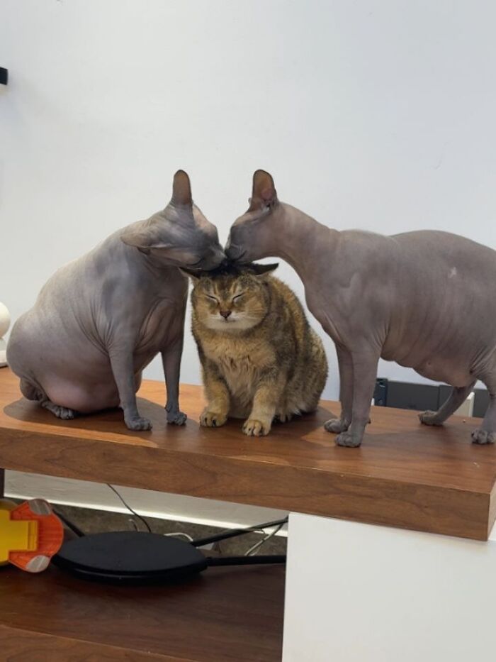 Wait, Cats Just Broke All The Rules Again!