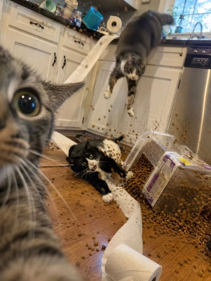 Wait, Cats Just Broke All The Rules Again!