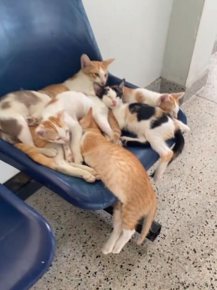 Wait, Cats Just Broke All The Rules Again!