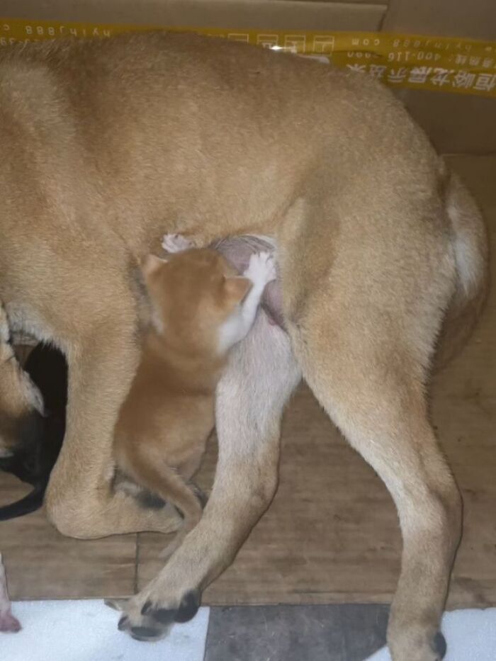 Wait, Cats Just Broke All The Rules Again!