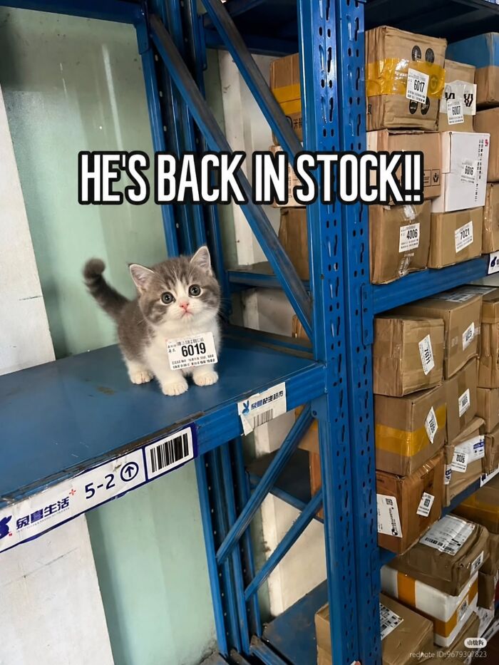 Wait, Cats Just Broke All The Rules Again!
