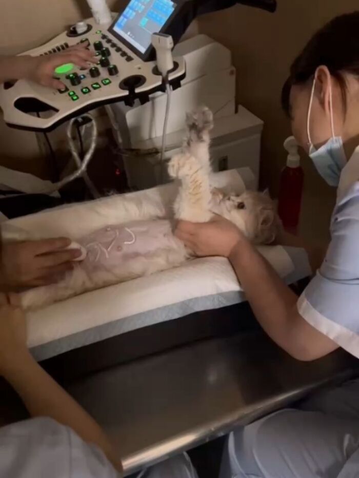Wait, Cats Just Broke All The Rules Again!