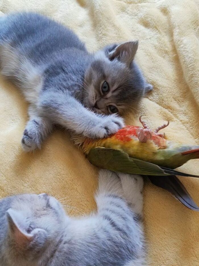 Wait, Cats Just Broke All The Rules Again!