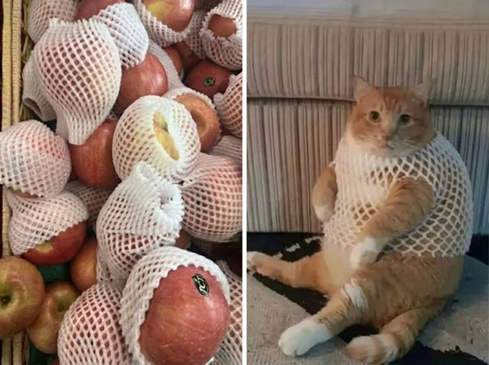 Wait, Cats Just Broke All The Rules Again!