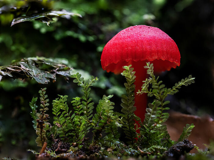 Tiny Red Fungus That Pops By Charlie Chadwick