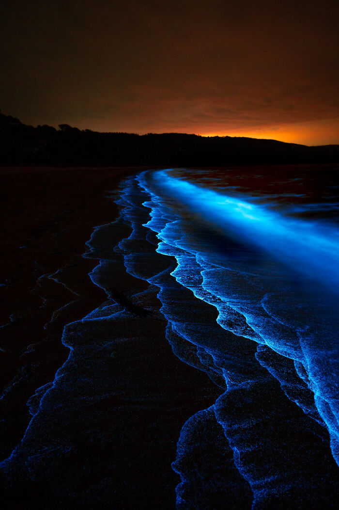 Ocean's Glowing Party Crashers By Deni Cupit