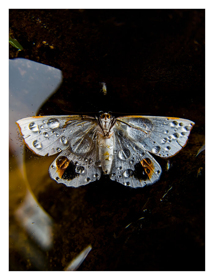 Moth Drama: Water’s Winning By Lucy Marwood