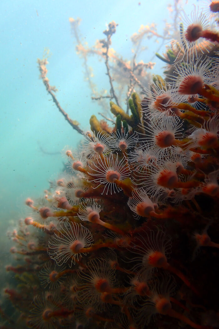 Underwater Flower Power By Alison Mcneice