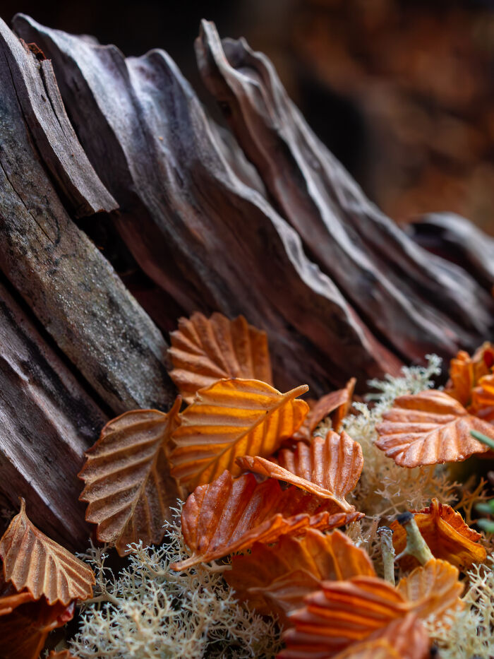 Leaf Cradles and Wood Blankets By Amber Summers