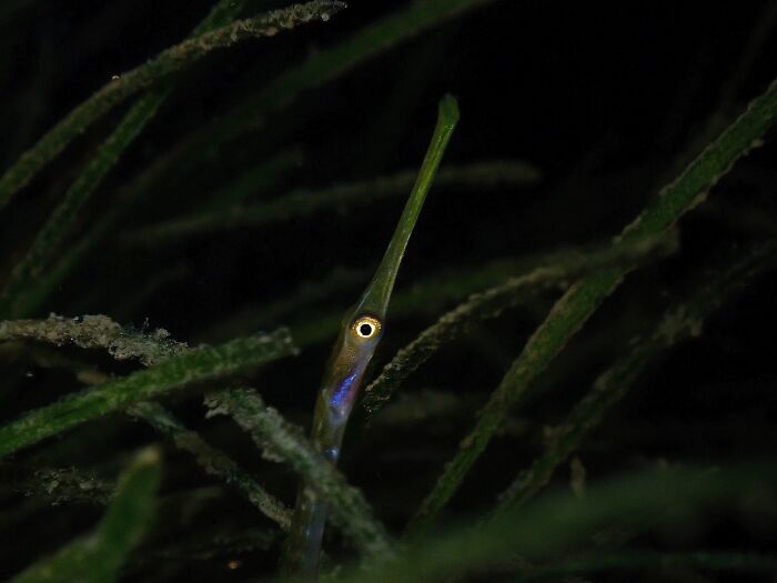 Master of Disguise: The Pipefish Ninja By Nicolas Horniblow