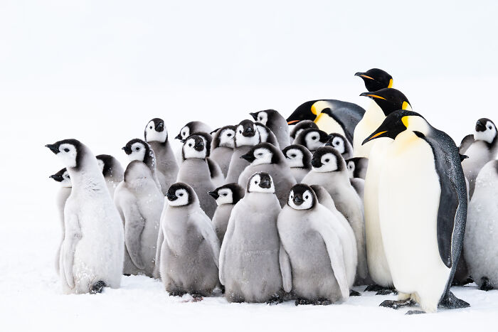 Penguin Power Huddle By David Sinclair