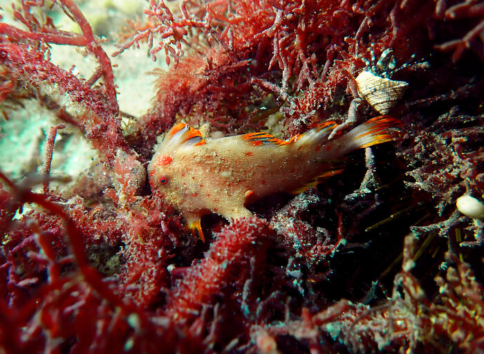 The Fish Whose Home is Getting Eaten By Francisco Albergoli