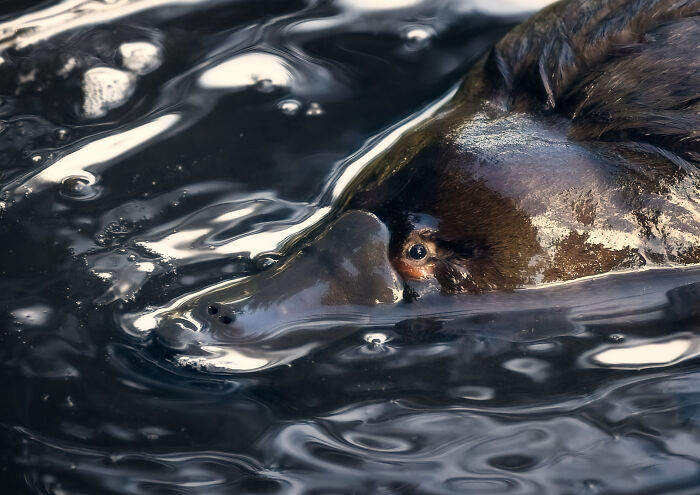 Platypus: Nature’s Snuggle Suit By Alex Wheeler