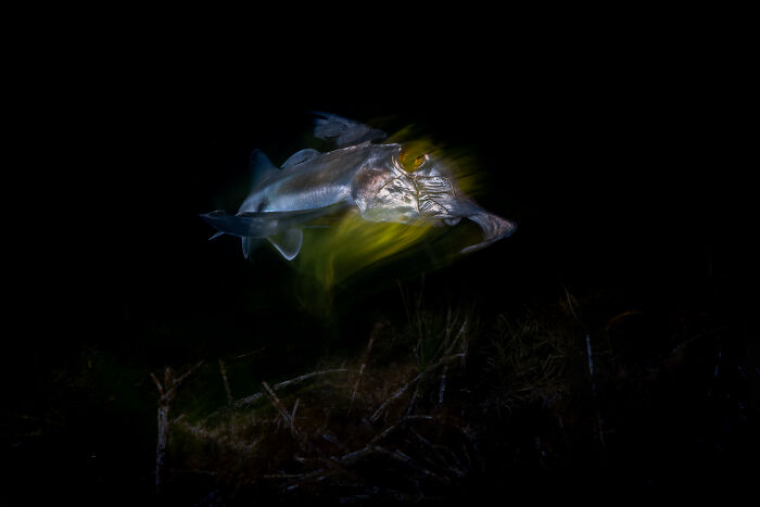 Ghostly Fish with Dinner Guests By Daniel Van Duinkerken