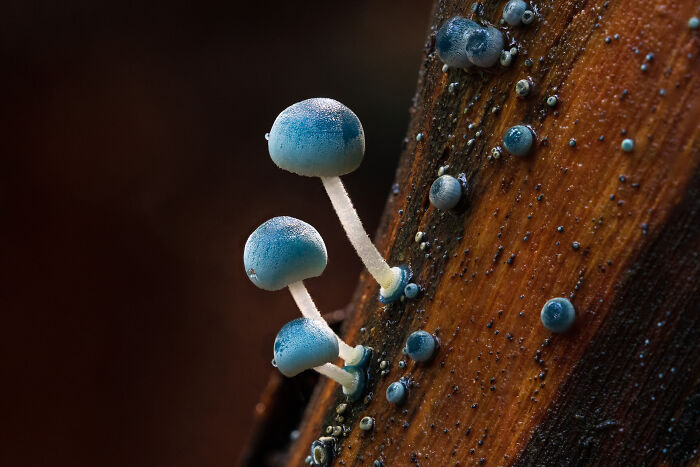 Little Blue Forest Gems By Ryan Shan