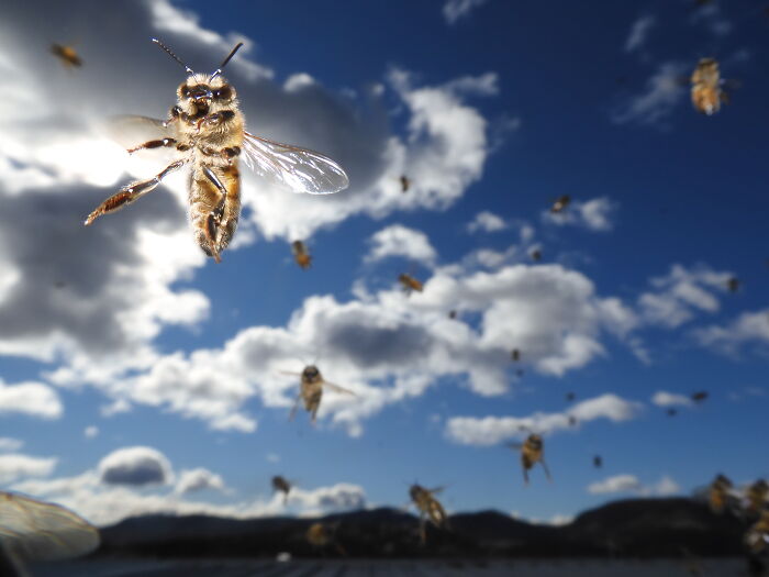 Busy Bee Heading Home By Shawn Lawrence