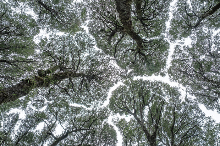 When Trees Play Hard to Get By Nathan Waterhouse
