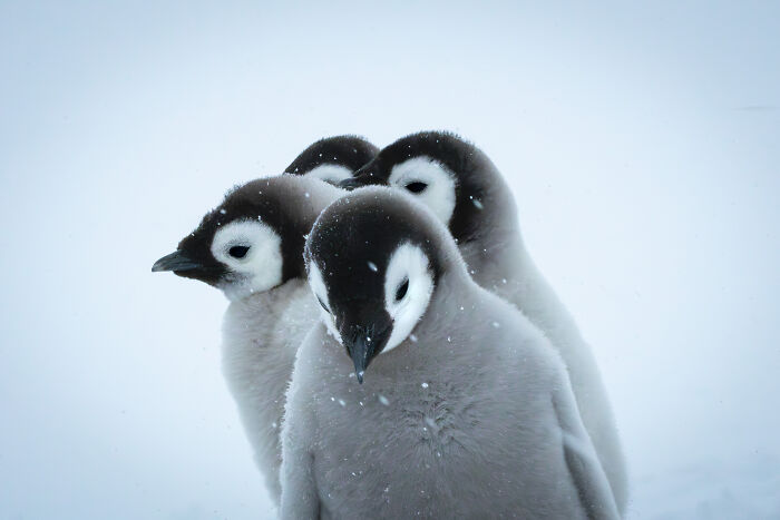 Trouble for Emperor Penguins By Madi Mclatchie