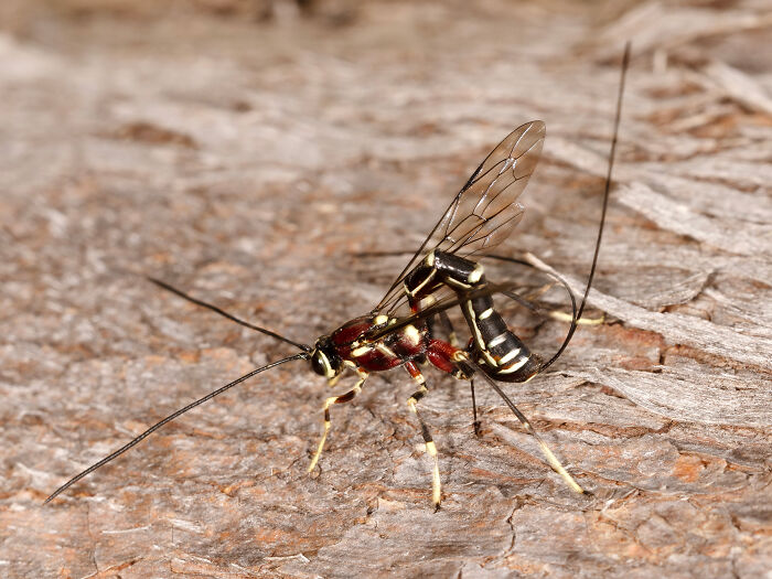 Wasp Wizardry: The Ultimate Needle Guide By Keith Martin-Smith