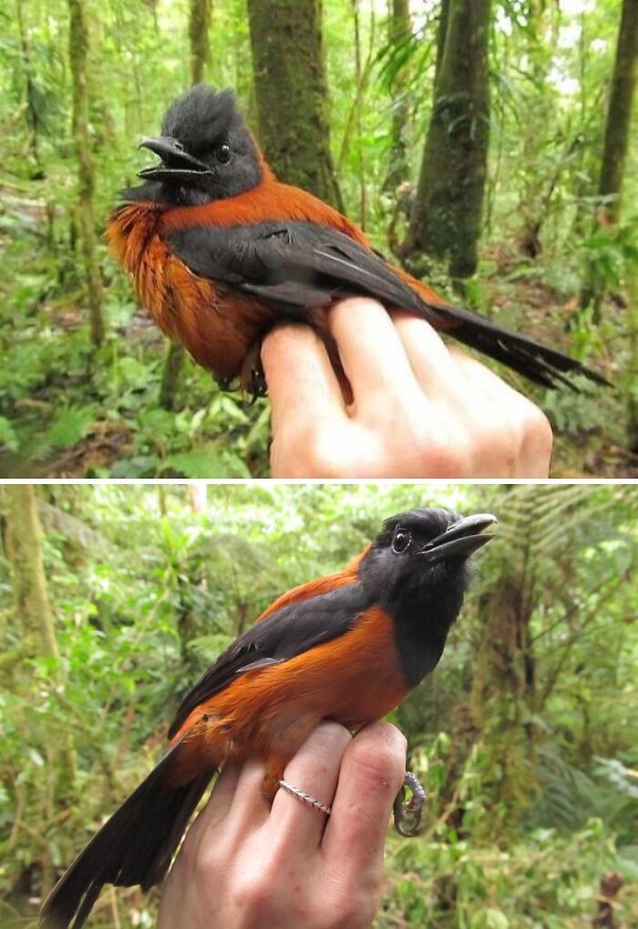 Meet the Deadly Cute Hooded Pitohui