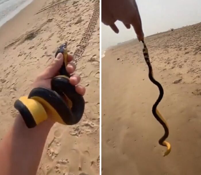 That’s a Yellow-Bellied Sea Snake, Bro. Run.
