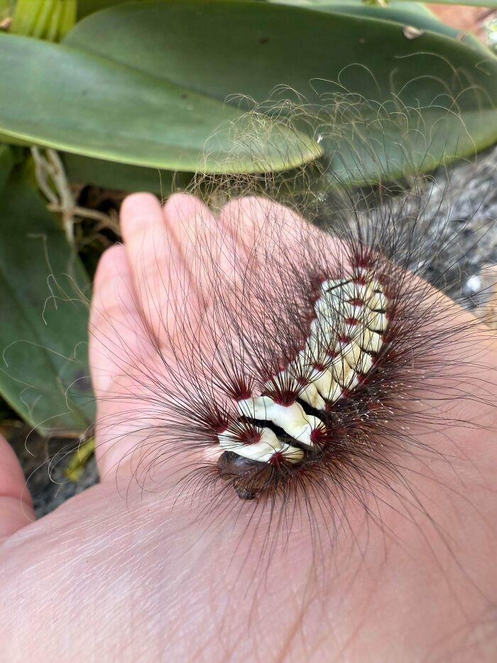 Look at This Little Beauty Hanging Out on My Plant