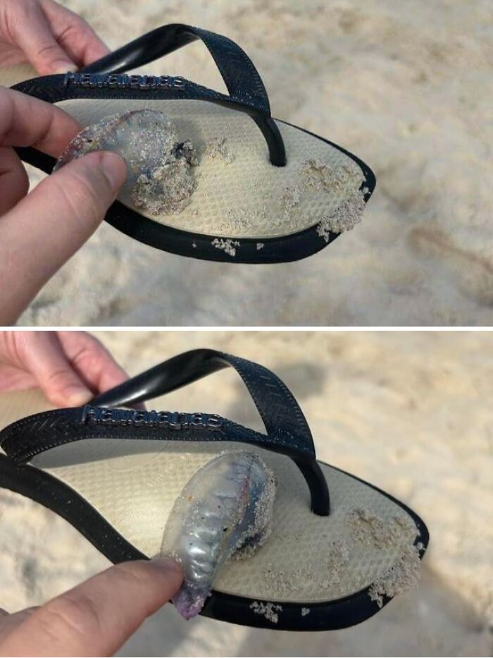 What’s This? A Man O' War Jellyfish Wannabe