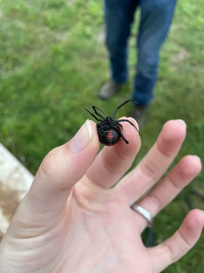 Pregnant Black Widow? No Nope Nope Nope!