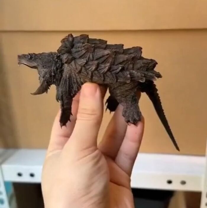 Tiny Alligator Snapping Turtle: Cute or Creepy?