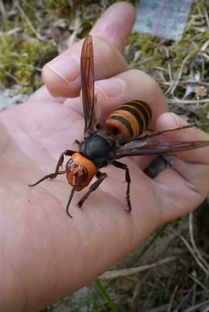 Absolute Unit of a Wasp Right Here