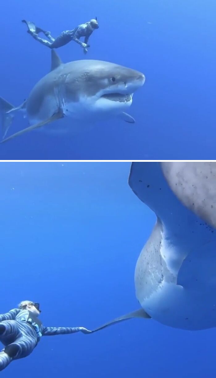Swimming Next to a Giant Great White Shark—Yikes!