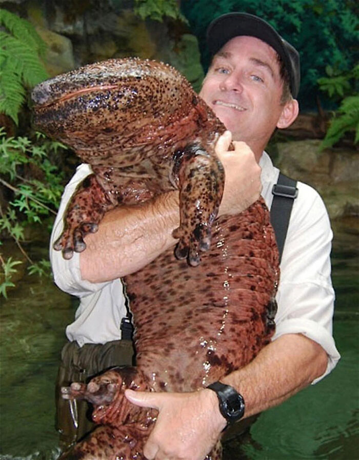 Meet the Chinese Giant Salamander: Huge and Slippery