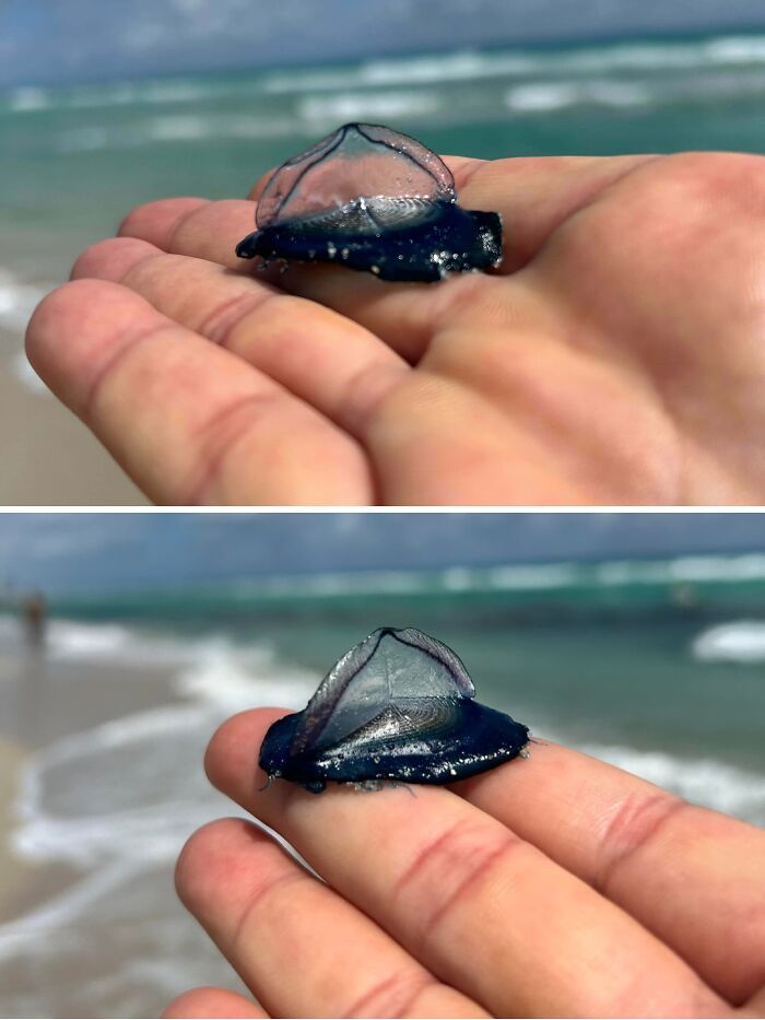 What Are These Tiny Aliens Washing Up On Miami Beach?