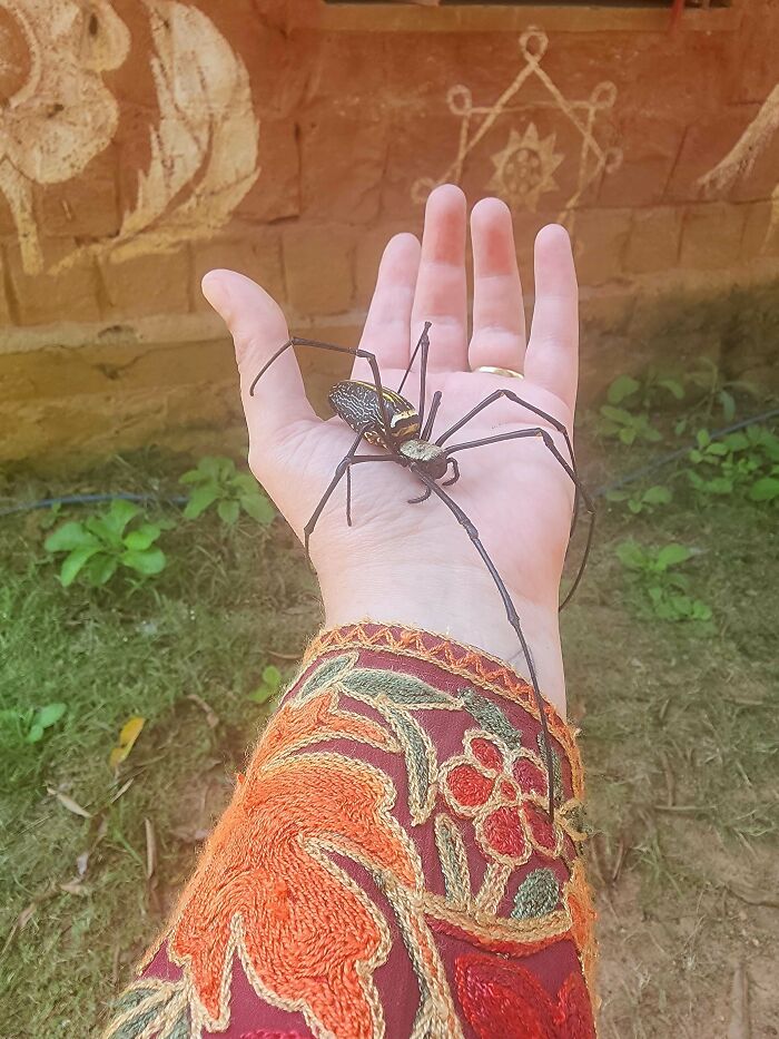 What Is This Mysterious Creature?