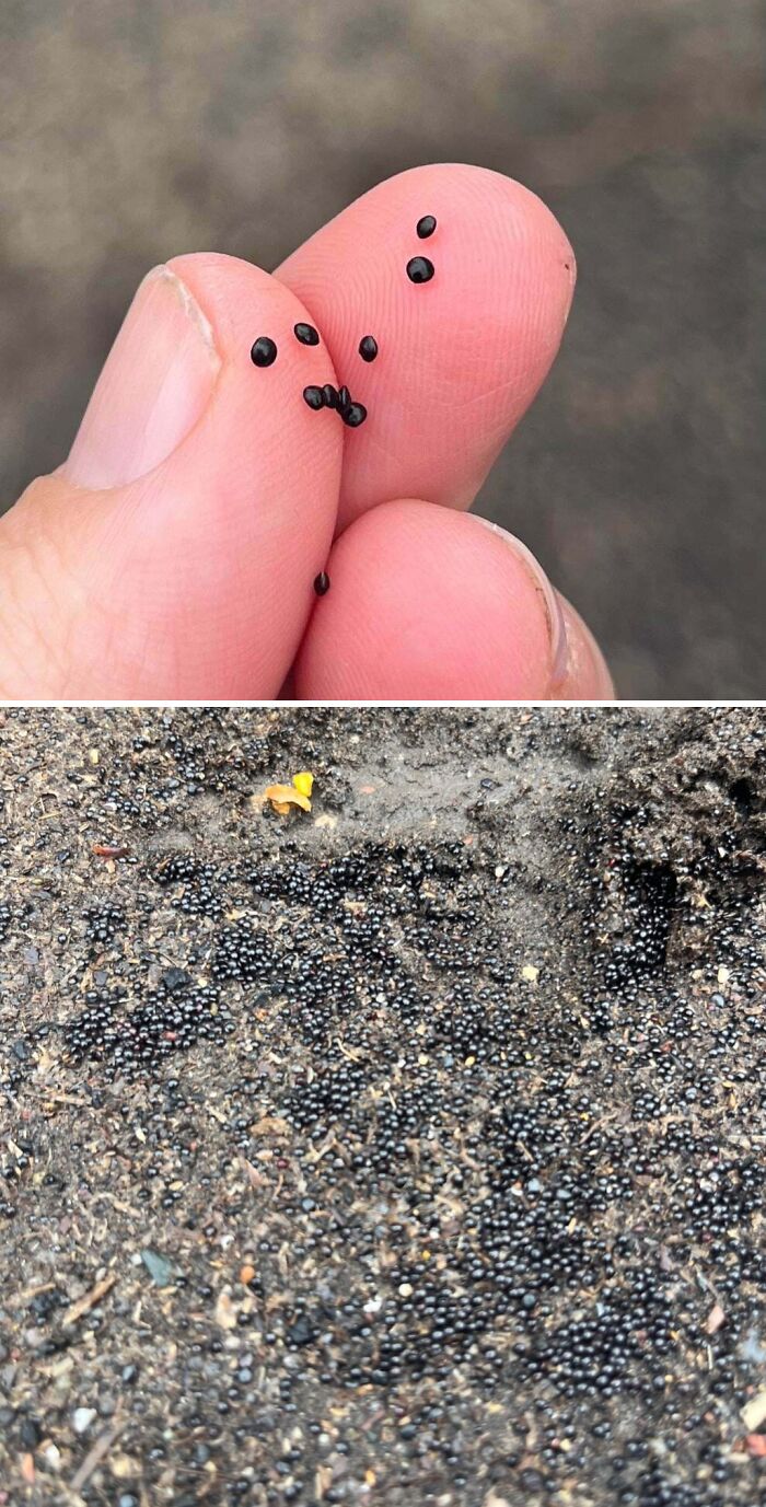 Tiny Shiny Things on the Driveway—Seeds or Something Stranger?