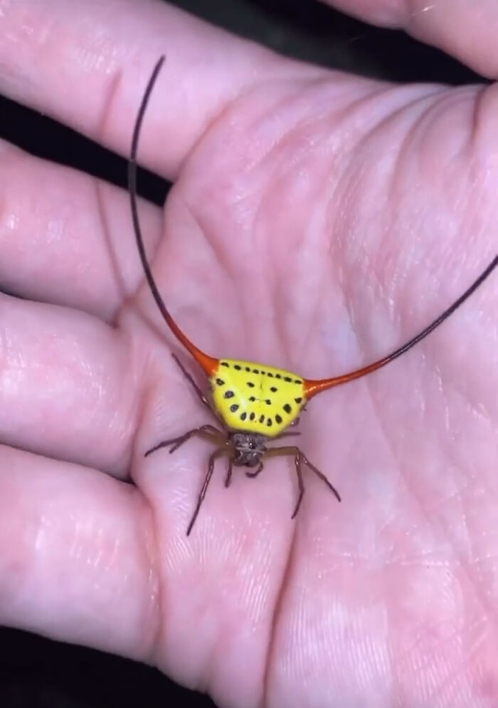 What on Earth Is This Thing?