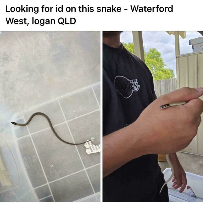 Juvenile Eastern Brown Snake: Second Most Venomous? Yeah, No Thanks