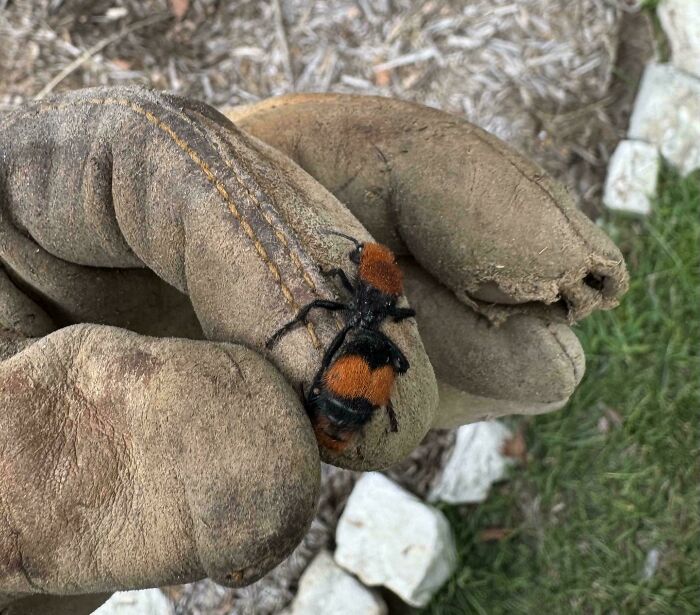 The Cow Killer Ant: Definitely Not for Petting