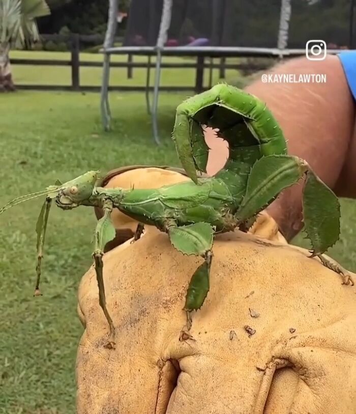 A Prickly Stick Insect? More Like a Walking Cactus