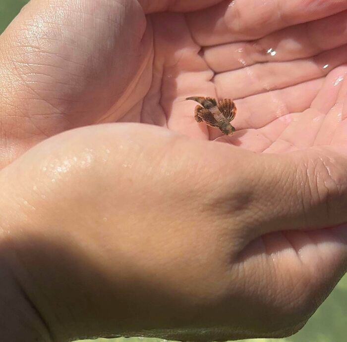 Baby Flying Fish: Too Cute to Touch!