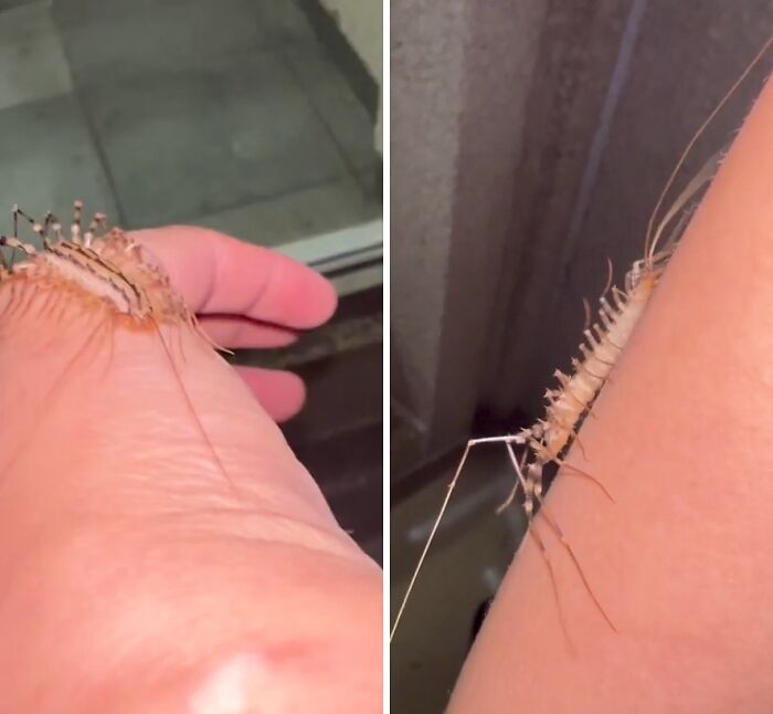 The Humble House Centipede: Creepy But Harmless(ish)