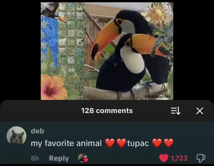 Wait, TikTok Comments Are This Hilarious? Yep, We’ve Got the Best!