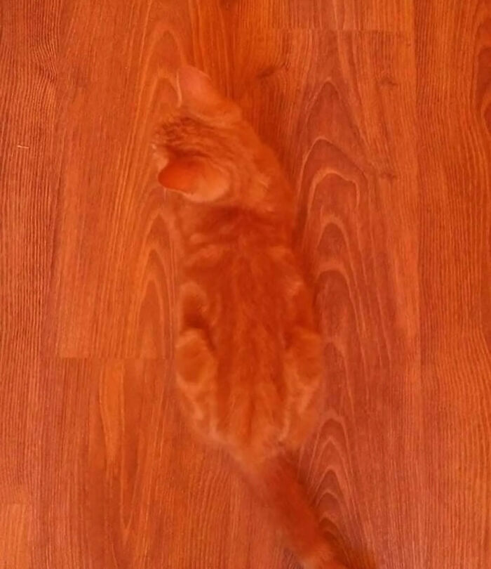 Ready for a Wild Scroll? Check Out These Weird and Wacky Pics!