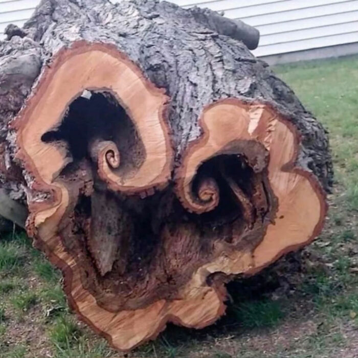 Ready for a Wild Scroll? Check Out These Weird and Wacky Pics!
