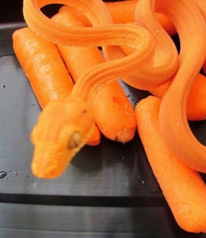 Ready for a Wild Scroll? Check Out These Weird and Wacky Pics!