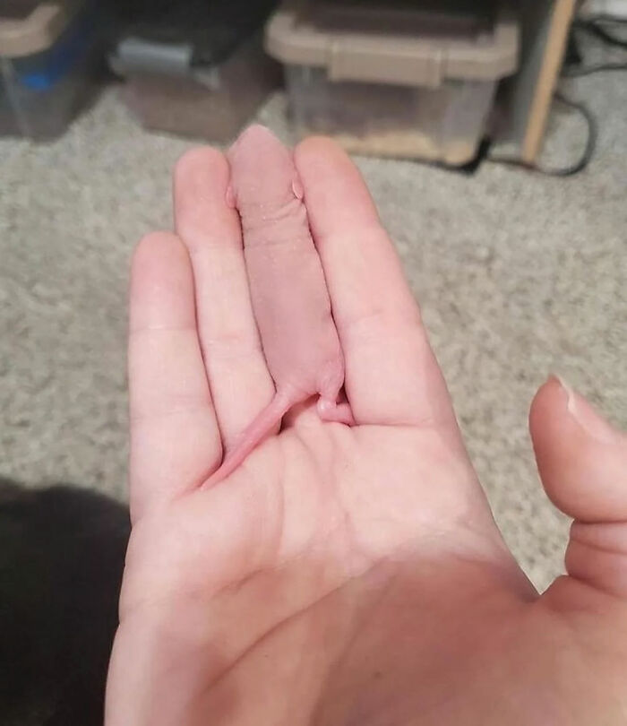 Ready for a Wild Scroll? Check Out These Weird and Wacky Pics!