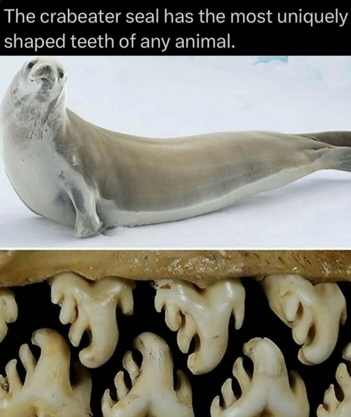 41 Mind-Blowing Facts About Our Weird and Wonderful World
